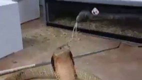 آب دادن یک شاه کبرا با یک شیلنگ آب ...بسیار جالب