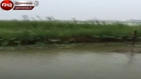 نواختن موسیقی کنار رودخانه و واکنش جالب ماهی‌ها 