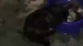 سگه یه بچه گربه پیدا کرده  آورده داره بهش غذا میده از غذای خودش???? اون وقت ما به خودمون میگیم اشرف مخلوقات