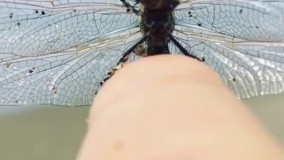 سنجاقک را از  این زاویه ببیند