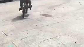 از میمون باحال تر حیوون داریم؟