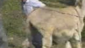 کلیپ خنده دار