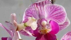 ارکیده گوشتخوار