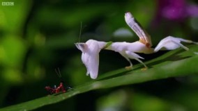 شکار کردن مانتیس ارکیده، با ظاهری شبیه به گل ارکیده!! واقعا مخلوقات خدا چقدر زیبا هستند