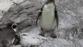 کرم داره دیگه