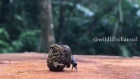 سوسک‌های سرگین غلتان هنگام حرکت فضولات حیوانات، موقعیت خورشید، ماه و ستاره‌ها را در ذهن‌شان ثبت کرده و با استفاده از همان تصویر جهت‌یابی می‌کنند.