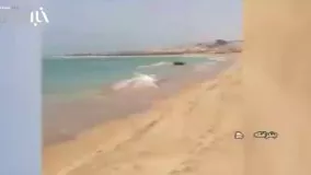 لاشه نهنگ به گل نشسته در سواحل بندر لنگه