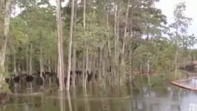 بلعیده شدن درختان در حفره ای ترسناک در جنگل