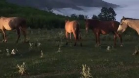 گیلان - جاده رویایی اسالم به خلخال - چِرای اسبهای وحشی آزاد بر فراز ابرها