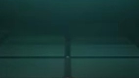 این شما و این هم مرغ‌های پرنده