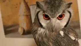 جغد ها هنگام قلقلک مانند انسان میخندند