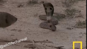 خدنگ‌ها سرعت عملی حدود 3 هزارم ثانیه بالاتر از مارها دارند  آنها برای گرفتن مار, بدنش را سیخ می کند و پس مدتی دعوا و مقابله با حرکتی سریع سر مار  را با دهان میگیرد.