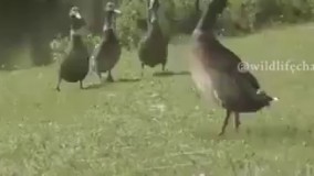 طنازی یک اردک برای جفتش 