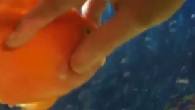 ماهی قرمزی که از اینکه صاحبش نوازشش کند لذت می برد