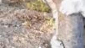 وقتی بزور میخوان منو ببرن مهمونی