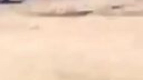 سرنوشت حیوان آزاری