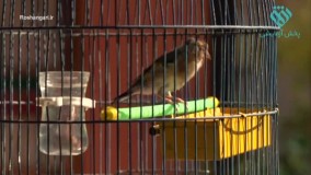 نماهنگ مادران گمنامی