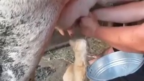 گربه ی شیرخواره!