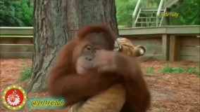 گاهی هم باید از حیوانات آموخت!