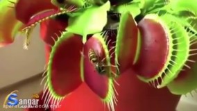 گیاه حشره خوار !