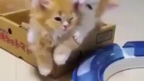 این گربه بهتون معنی دوست داشتن و میگه!