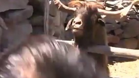 چرا زن و بچه شو جدا کردین که عصبانی بشه؟  اگه این کلیپو نبینی از دستت رفته