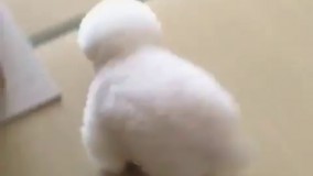 به این میگن یه استتار درجه یک