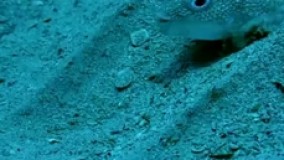 این ماهی بادکنکی ژاپنی برای جلب جفت چکار می‌کند؟