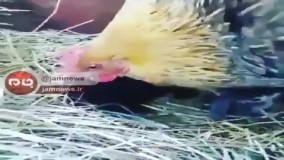 هیچ چیز دیگه تو دنیا سر جاش نیست