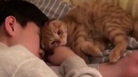 چه گربه ایه.چه نازی میکنه واسه صاحبش