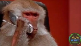 قیافه مردا وقتی زنشون داره پشت تلفن غر میزنه و بدو بیراه میگه