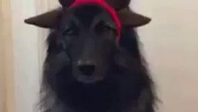 الکی مثلا من گوزنم