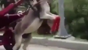 آقاااااااا ...تا حالا دیدید که خَر روى دو پا راه بره؟ قطعا ندیدید..حالا ببینید این انسان بى رحم چکار کرده که خَر داره روى دو پا یورتمه میره