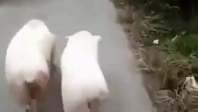 جایزه بهترین صداگذاری...