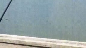 ماهی بزرگی گرفته بود اما... 