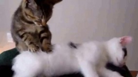 یه "عجب غلطی کردیم زن گرفتیم" خاصی توی چشماشه