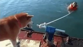 نمونه بارز یک سگ وفادار