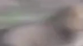 یه دعوای ساختگی راه میندارن تا گاومیش حامله بتونه فرار کنه