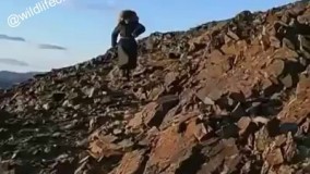 قزاق‌ها در غرب مغولستان از عقاب ها برای شکار استفاده میکنند.  در اینجا دو عقاب به کمک هم به شکار گرگ رفته و آن را زنده تحویل داده و در عوض از صاحبانشون گوشت جایزه میگیرند.