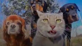 ‏اسم این گربه  مانیه و به  پادشاه سلفی لقب گرفته بخاطر عکساش 