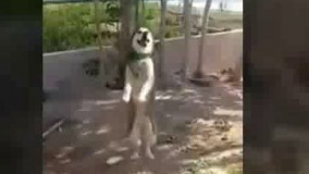  برای این سگ بشکن            میزنن میرقصه 