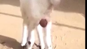  تولد بره ای که قلبش           بیرون از بدنشه 