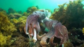 Diver captures cuttlefish courtship in Australia