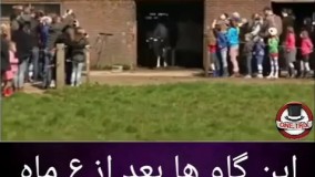 گاوهایی که بعداز 6 ماه علف دیدن