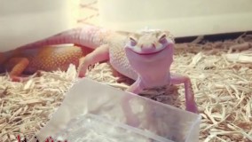 خررررررررکیف به روایت تصویر