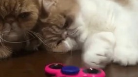 اسپینر بازای خسته :))))