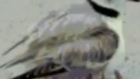 وقتی داری بچه هارو میخوابونی یهو تلفنت زنگ میخوره 