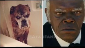 شباهت افراد مشهور جهان با حیوانات!