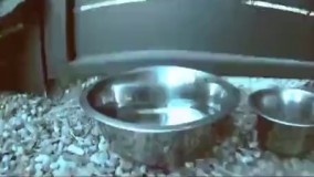 تفاوت دید انسان با سایر حیوانات