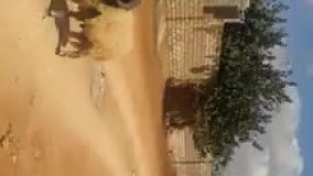 هیچ وقت با قوچ شاخ به شاخ نشو????